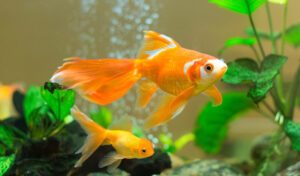 The Surprising Health Benefits of Fish as Pets